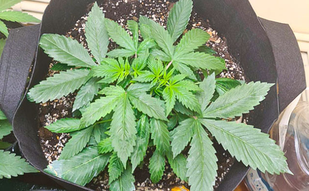 Последствия стресса конопли Марихуана в гроубэге