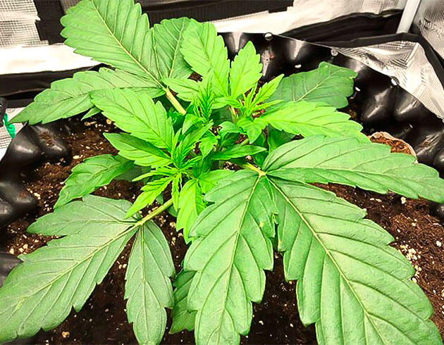 Топпинг автоцвета каннабиса: первые побеги