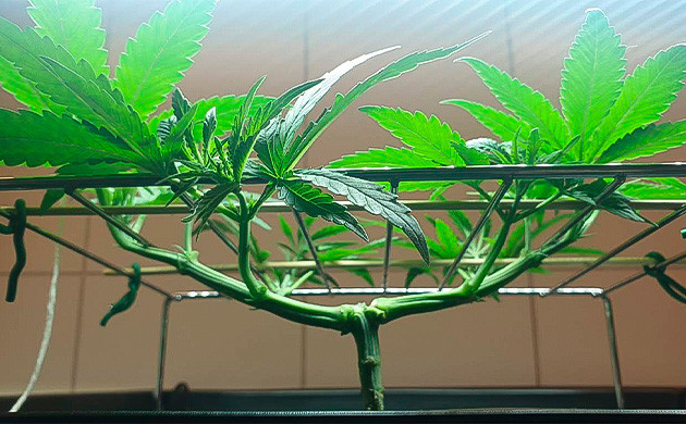 Увеличил количество питательных веществ для выращивания Провел дефолиацию и топпинг