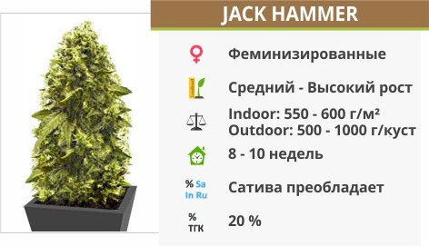 Jack Hammer