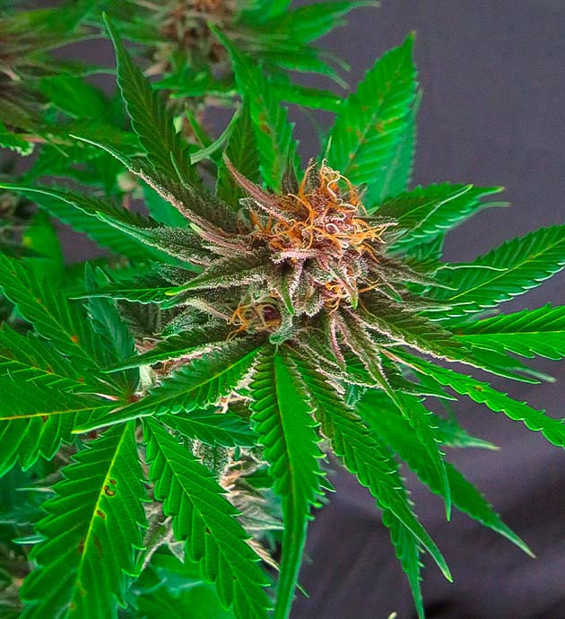 Окрашивание трихом в янтарный цвет Подготовка Grandmommy Purple к харвесту