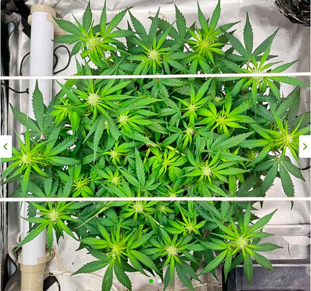 Откорректировал питание марихуаны Сетка ScrOG