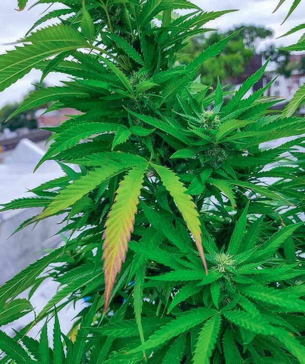 Марихуана ростом 170 см