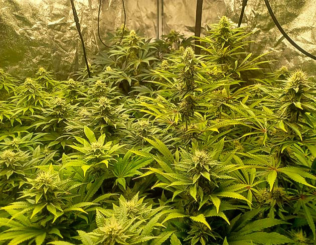 Активный полив конопли