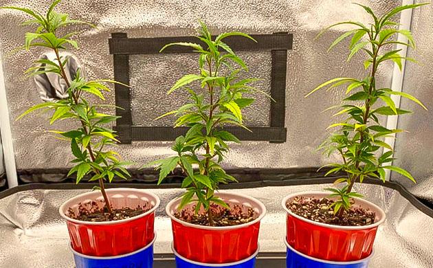 Blueberry Muffin ростом 40 см