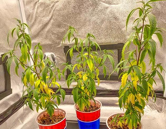 Обесцвеченные листья конопли