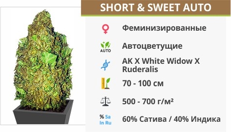 описание сорта Short Sweet Auto