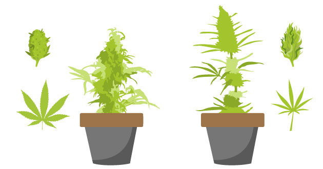 Основные отличия Индики и Сативы