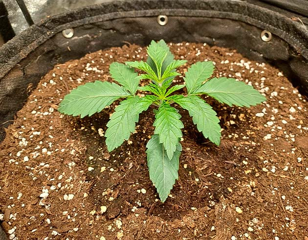 Росток Runtz Punch на 2 неделе