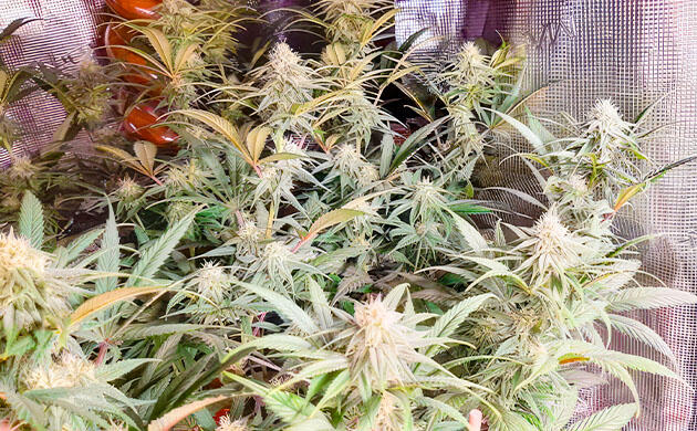 Fullgas в ограниченном горшке на этапе цветения