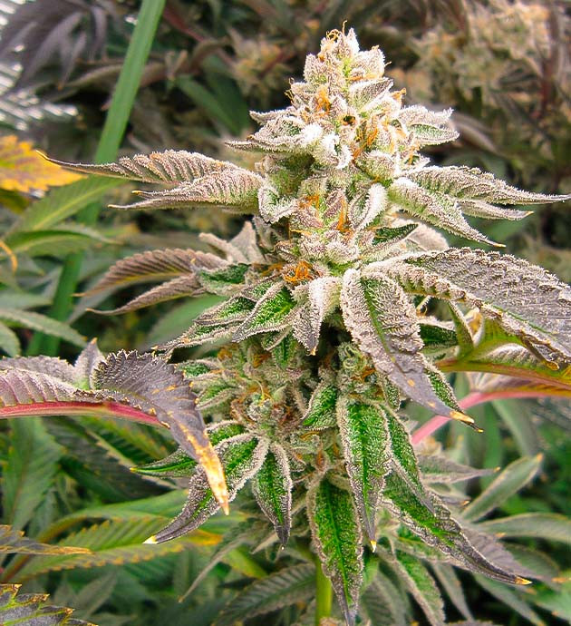 Приобретение фиолетового окраса у конопли