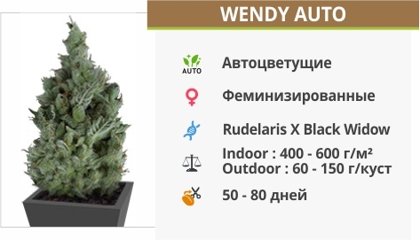 описание сорта Wendy Auto
