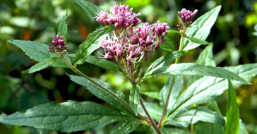 Растение Посконник 