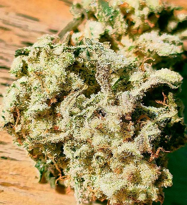 Общие впечатления о грове сорта Godzilla Glue #4 Шишка сорта Godzilla Glue #4