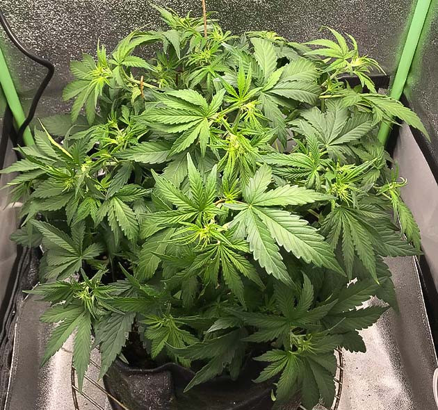 Куст Lemon Pie на 4 неделе выращивания