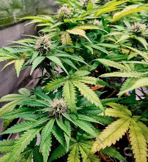 Кусты конопли в цветении с плотными формирующимися соцветиями