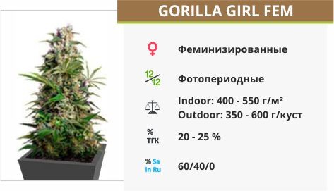 Gorilla Girl fem от Sweet Seeds