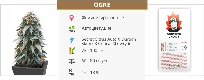 Ogre auto (Doctor’s Choise)