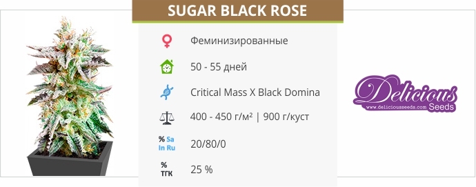 описание сорта Sugar Black Rose