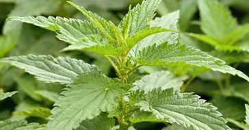 Крапива двудомная - растение, похожее на коноплю