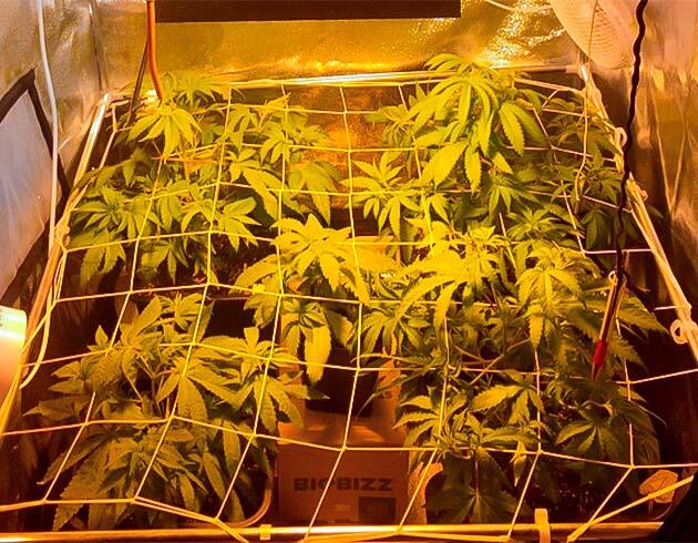 Каннабис под сеткой ScrOG