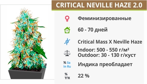 описание сорта Critical Neville Haze 2.0