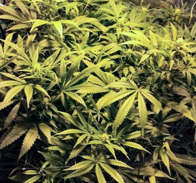 Марихуана на 8 неделе роста
