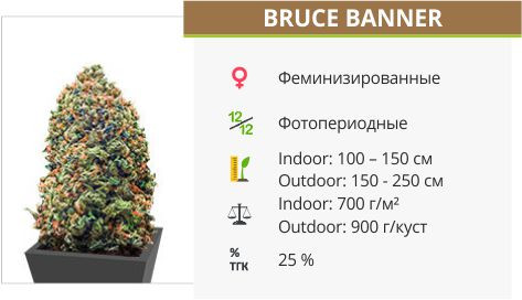Сорт марихуаны Bruce Banner Bruce Banner от Monster Genetics