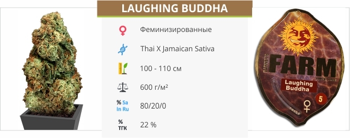 описание сорта Laughing Buddha