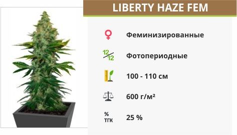 Liberty Haze fem от Barney’s Farm