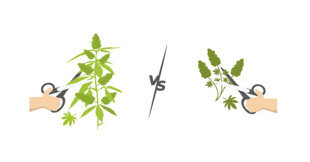 Тримминг марихуаны: важность этапа подготовки Сухой и влажный тримминг: выбор метода