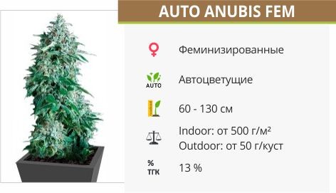 Сорт конопли Auto Anubis Auto Anubis fem (Pyramid Seeds)