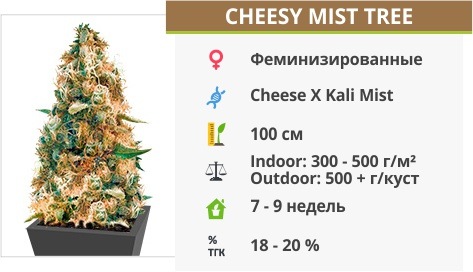 описание сорта Cheesy Mist Tree Aka Wheelchair Cheese