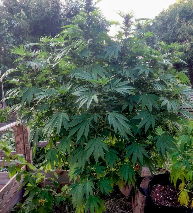 Марихуана на 19 неделе роста