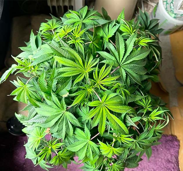 Дефолиация марихуаны 5 неделя выращивания конопли