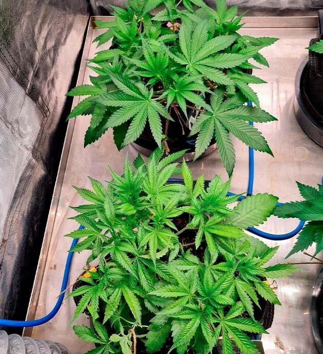 Кусты конопли в стадии предцвета с плотной листвой и боковыми побегами