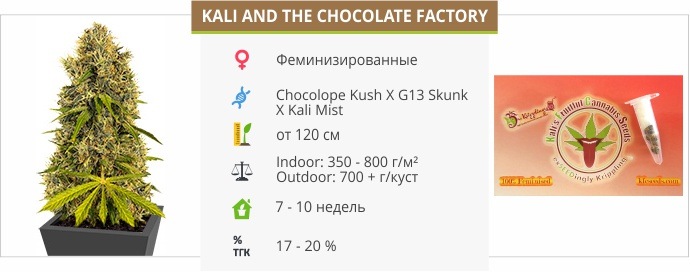 Kali And The Chocolate Factory