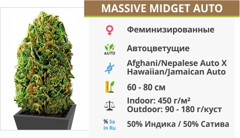 описание сорта Massive Midget Auto
