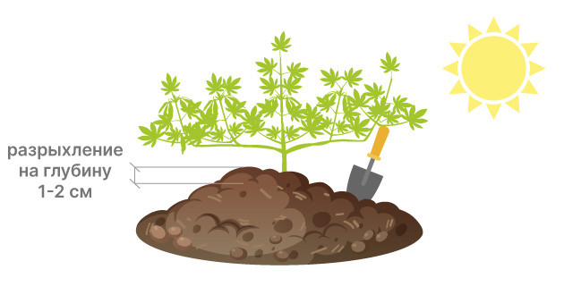 Изменение режима кормления коноплей для жарких условий Корректировка кормления коноплей в жаркую погоду