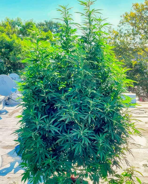 Куст марихуаны на 14 неделе роста