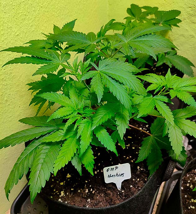 Подготовка конопли к цветению Финальный этап веги: пересадка, рост, адаптация