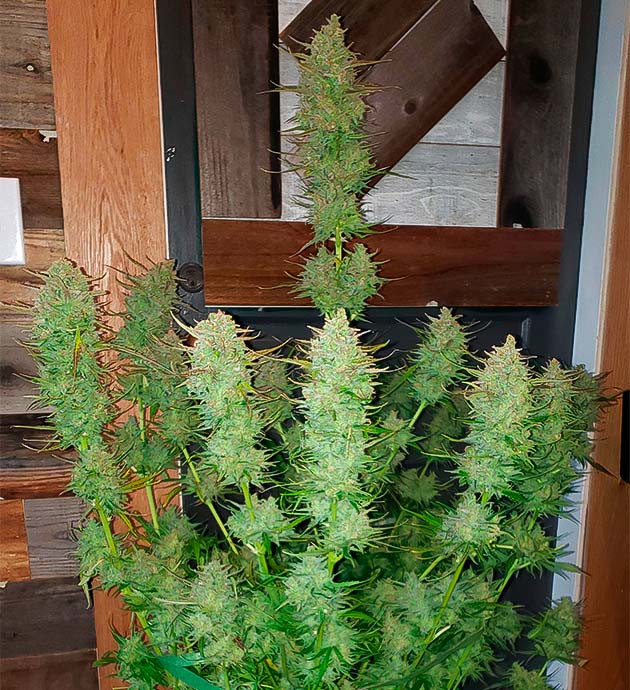 Харвест сорта Mimosa Shot