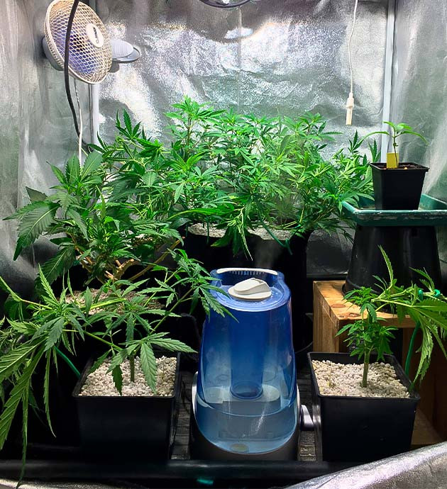 Куст Grandaddy Purple на 3 неделе