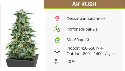 Сорт марихуаны AK Kush AK Kush от Kalashnikov Seeds
