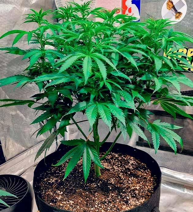 Начало стимуляции цветения конопли