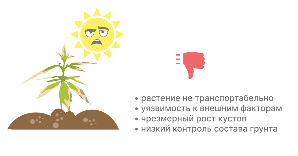 Недостатки выращивания в грунте