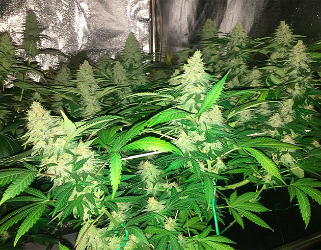 Шишки Grandaddy Purple на 10 неделе