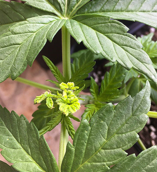 Куст ростом 20 см