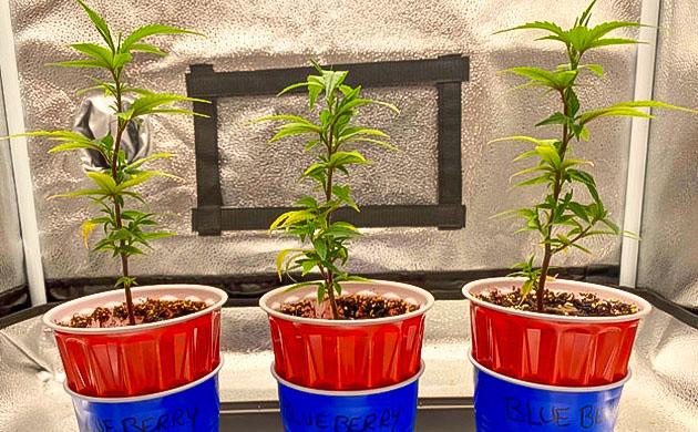 Подкормка и уход за клонами Blueberry Muffin