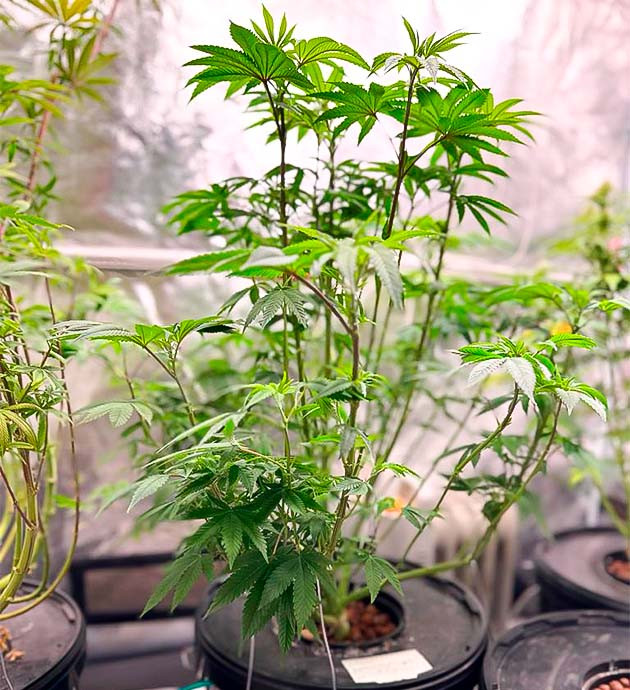 Начало сезона цветения Roze Runtz на 10 - 11 неделе роста